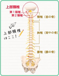 上部頸椎はここ！　上部頸椎　第一頸椎　第二頸椎　頸椎(首の骨）胸椎（背中の骨）　腰椎（腰の骨）