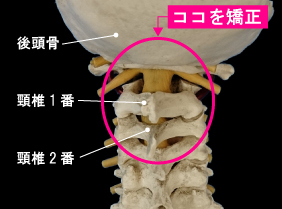 ココを矯正　後頭骨　頸椎1番　頸椎2番